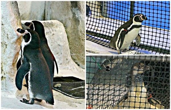 manila-ocean-park-jelly-fish-penguin-encounter